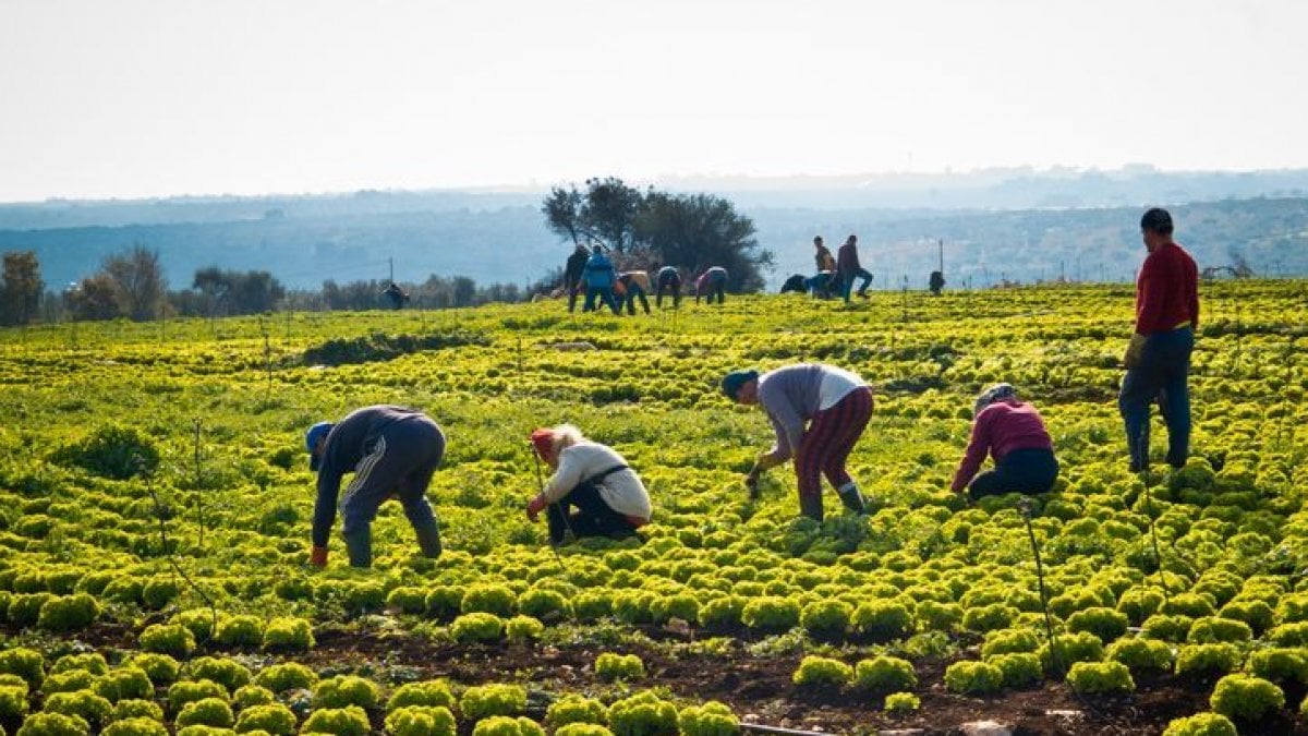 Allarme lavoro nei campi post emergenza