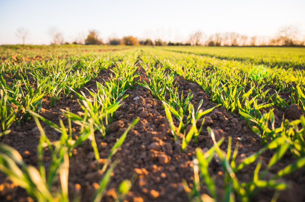 Un handbook per saperne di più su contratti, cooperative e Rete del lavoro agricolo di qualità