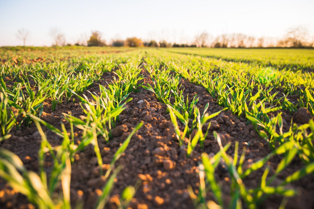 Un handbook per saperne di più su contratti, cooperative e Rete del lavoro agricolo di qualità