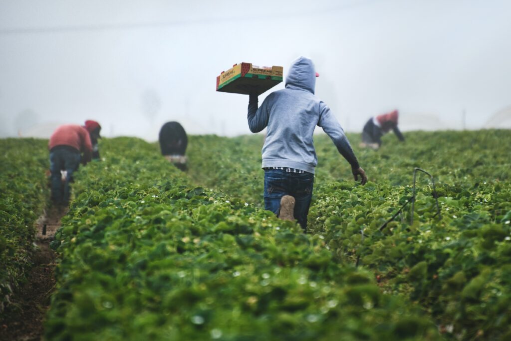 Agricoltura marchigiana, convegno a Jesi il prossimo 10 giugno