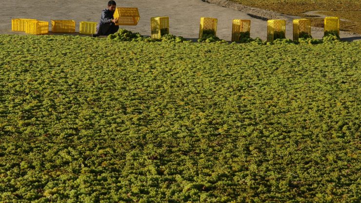 Firmato il decreto che insedia in Sicilia il tavolo regionale di contrasto al caporalato